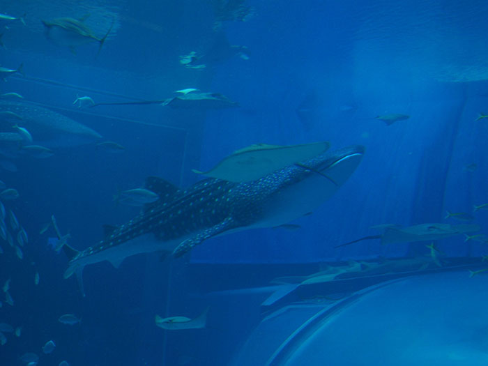 日本各地の水族館と取引